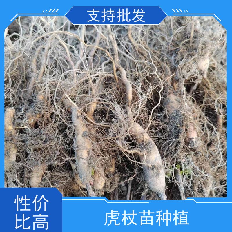 梵丰 虎杖苗培育 落叶性绿色系 库存充足 成活率高