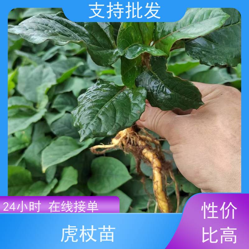 梵丰1号 虎杖施肥 酸汤杆苗 花斑竹酸筒杆 在线接单 物流配送 