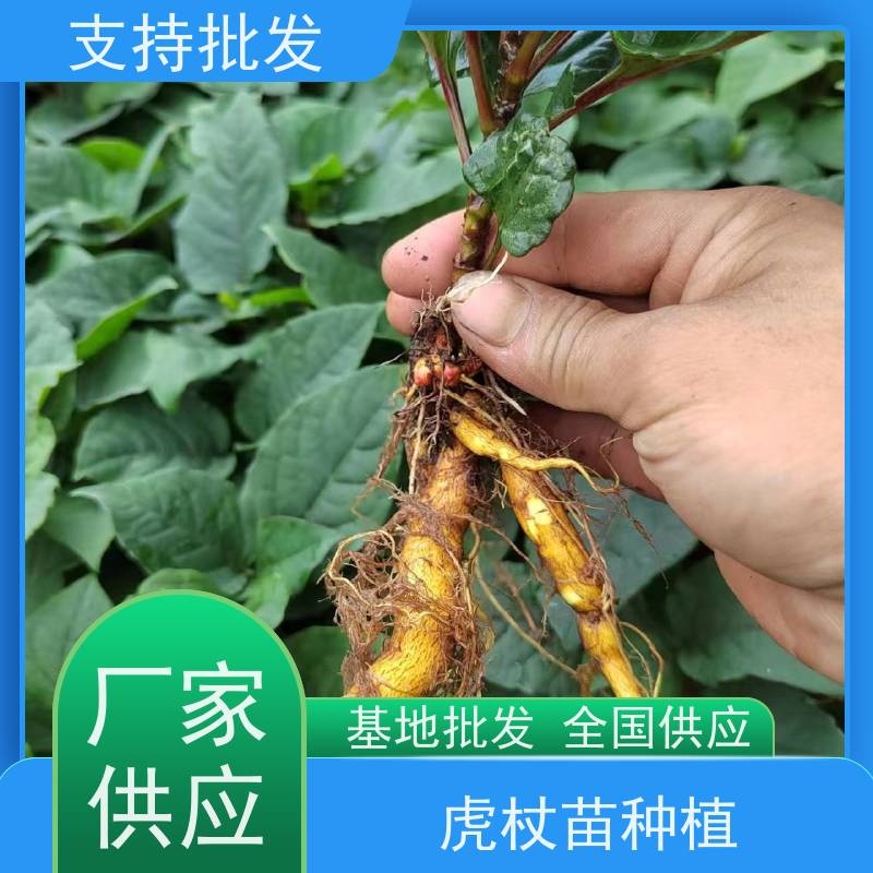梵丰1号 虎杖苗 新鲜酸筒杆 嫩杆 花斑竹老杆 库存充足 成活率高