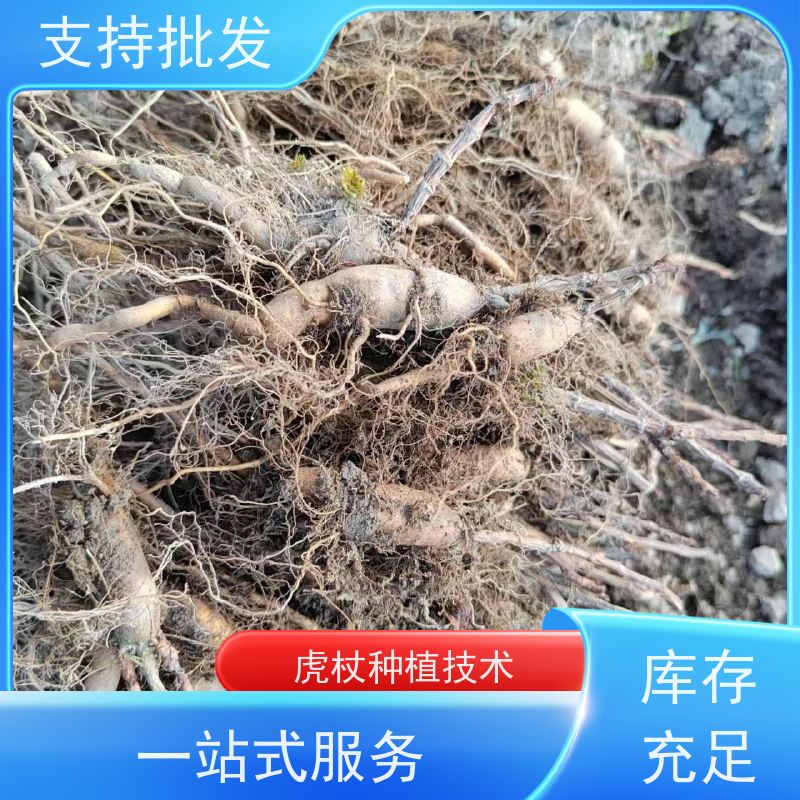 梵丰1号 虎杖驯化苗 苦杖黄芽杆 黄地榆中药材可食 性价比高 品质好
