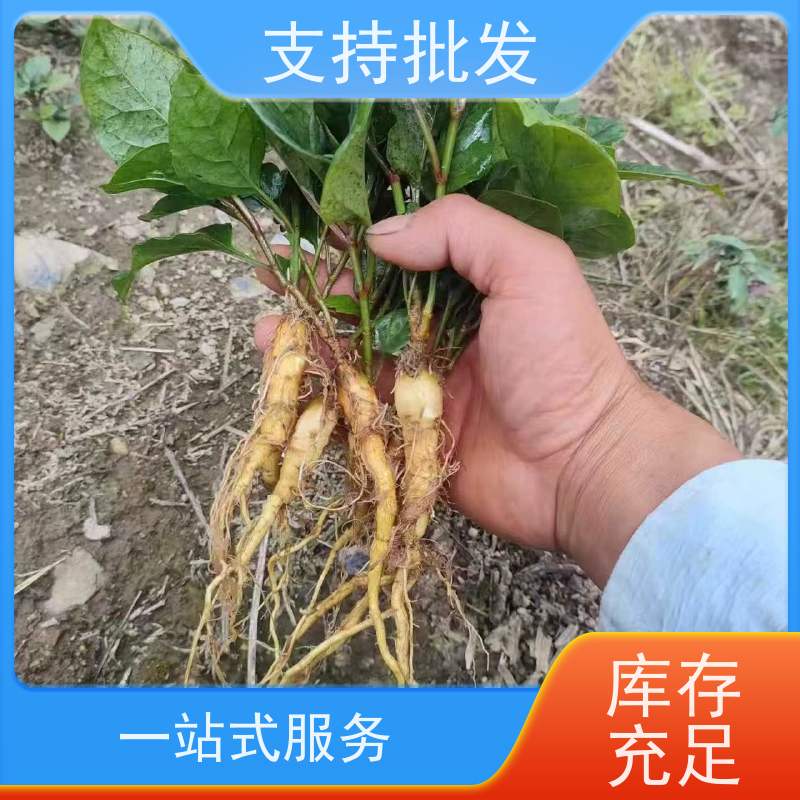 梵丰 虎杖 虎丈大叶植物水培净化 长期供应 诚信经营