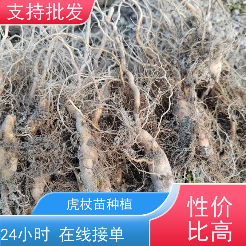 梵丰 虎杖苗产地 新鲜酸筒杆 嫩杆 花斑竹老杆 盆栽耐寒易活苗