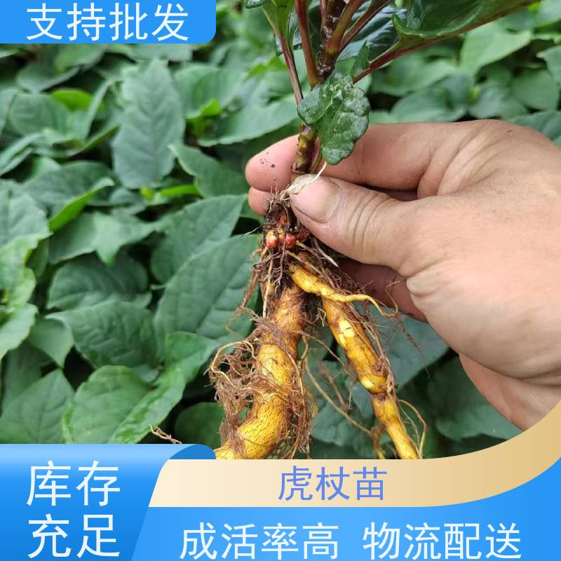 梵丰 虎杖用途 现挖 可盆栽 酸筒杆花斑竹 库存充足 厂家供应