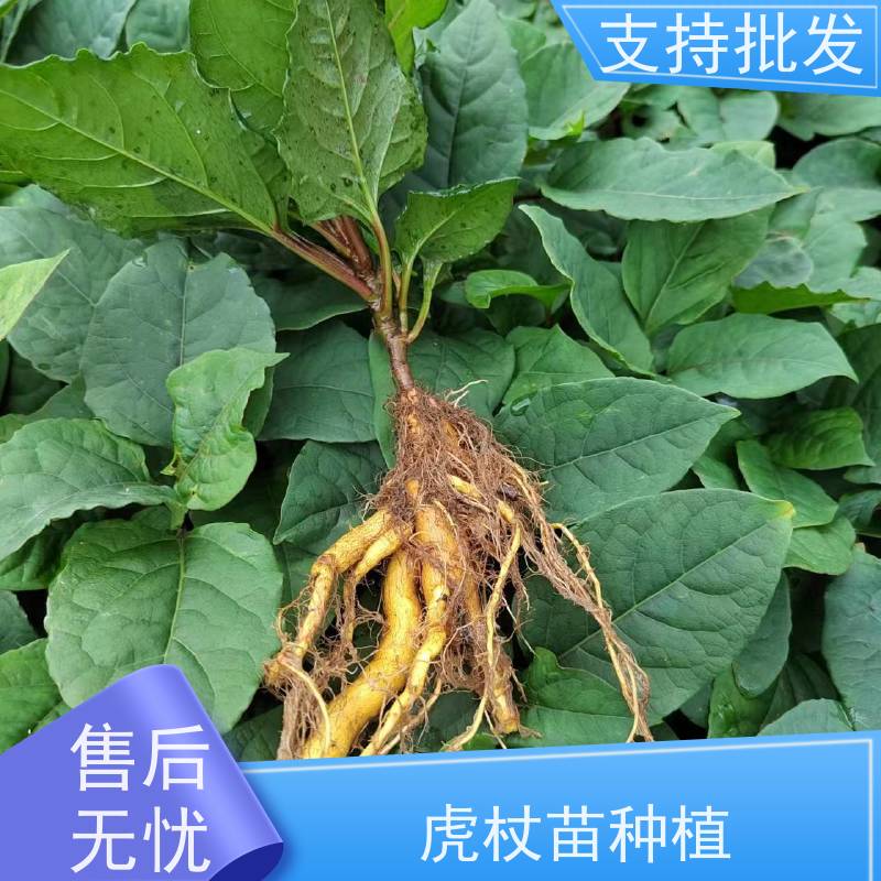 梵丰 虎杖回收 虎丈大叶植物水培净化 欢迎来电洽谈
