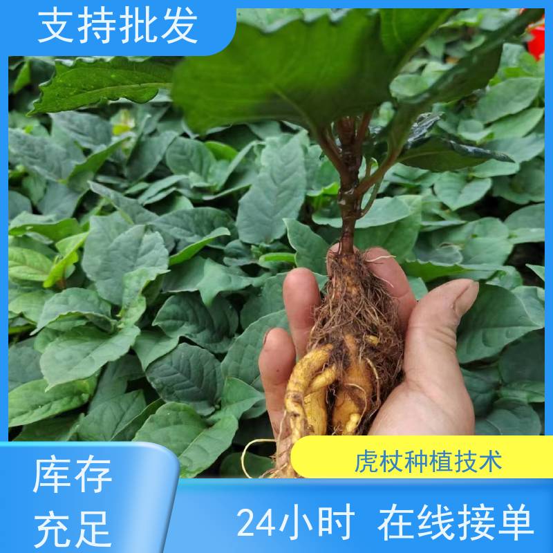 梵丰1号 虎杖苗 庭院别墅观赏性绿植 盆栽耐寒易活苗