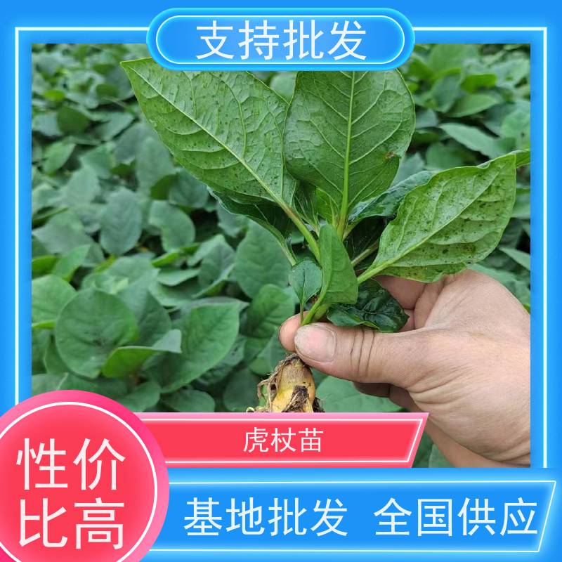 梵丰1号 虎杖基地 苦杖黄芽杆 黄地榆中药材可食 库存充足 厂家供应