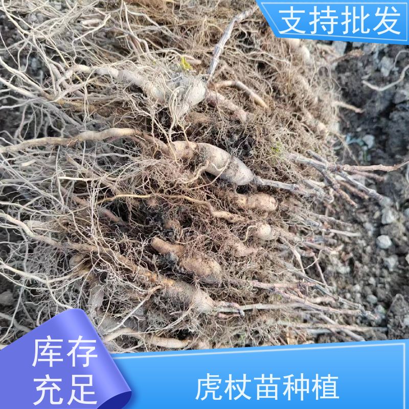 梵丰 虎杖种子 酸汤杆苗 花斑竹酸筒杆 盆栽耐寒易活苗