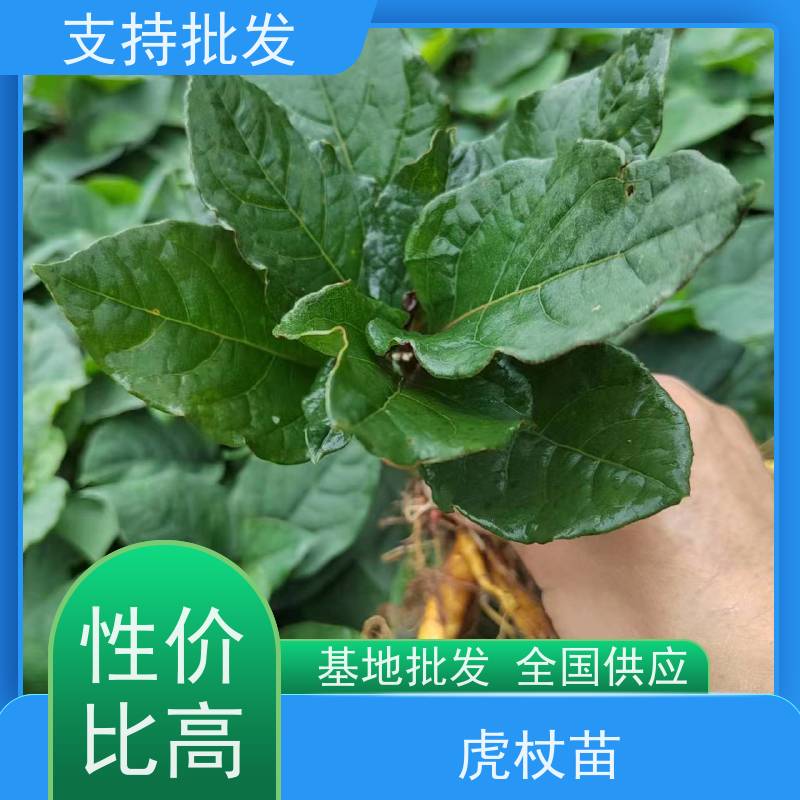 梵丰 人工培育虎杖苗 新鲜酸筒杆 嫩杆 花斑竹老杆 欢迎来电洽谈
