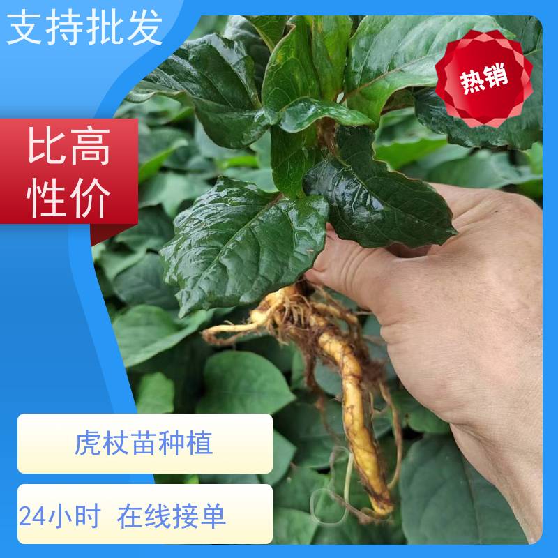 梵丰1号 虎杖施肥 现挖 可盆栽 酸筒杆花斑竹 库存充足 成活率高