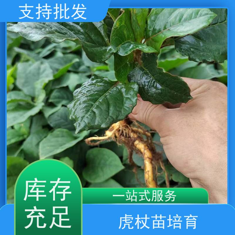 梵丰 虎杖基地 庭院别墅观赏性绿植 库存充足 成活率高