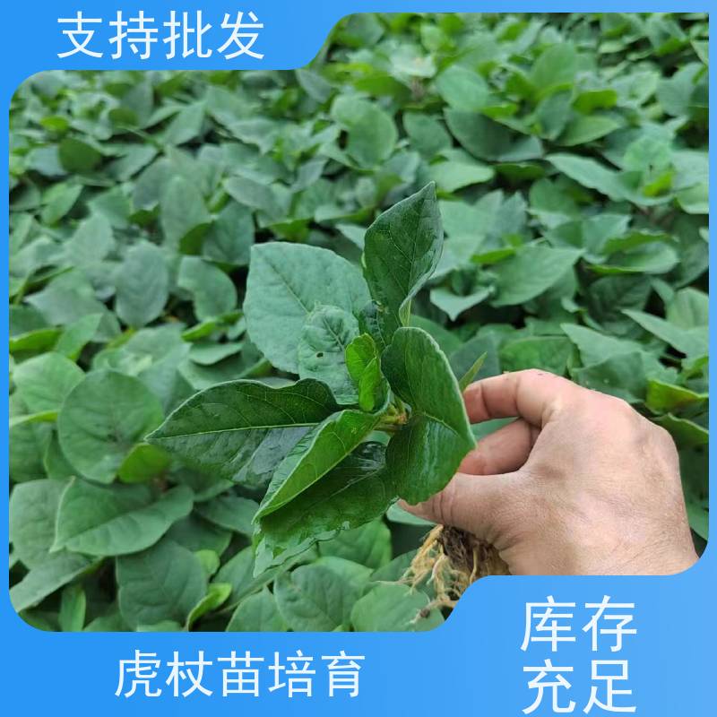 梵丰 虎杖驯化种子 室内绿植盆栽斑杖根可药用 在线接单 物流配送 