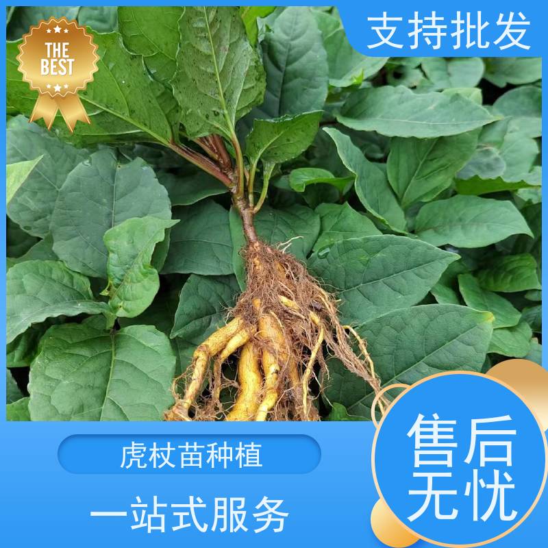 梵丰 虎杖驯化 景区园林绿化造景工程苗 性价比高 品质好