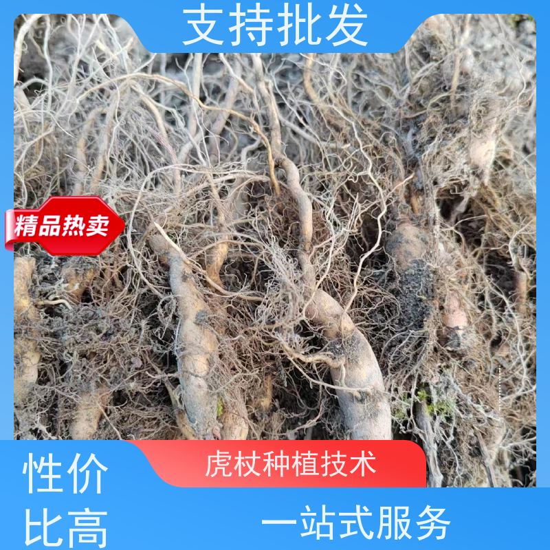 梵丰 虎杖片 庭院绿化常绿苗木 在线接单 物流配送 