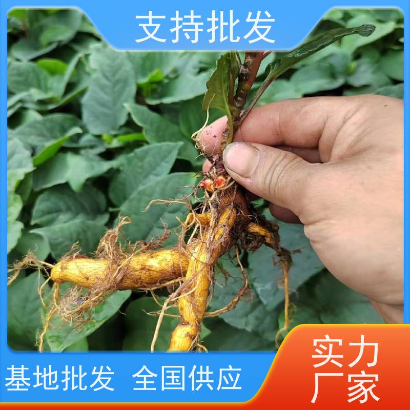 梵丰1号 虎杖苗种植 中药材苗容易种活 库存充足 厂家供应