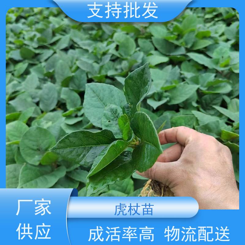 梵丰1号 虎杖驯化苗 虎丈大叶植物水培净化 性价比高 品质好