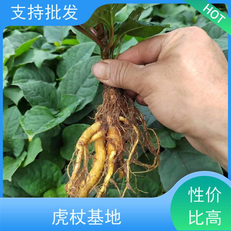 梵丰 虎杖苗培育 虎丈大叶植物水培净化 盆栽耐寒易活苗