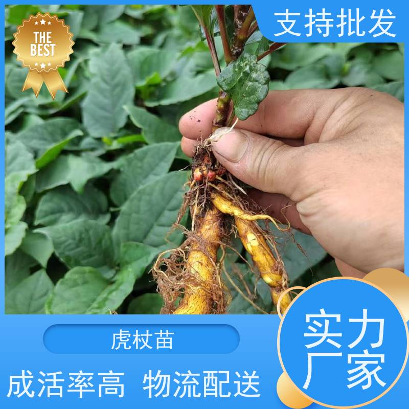 梵丰1号 虎杖基地 苦杖黄芽杆 黄地榆中药材可食 库存充足 成活率高