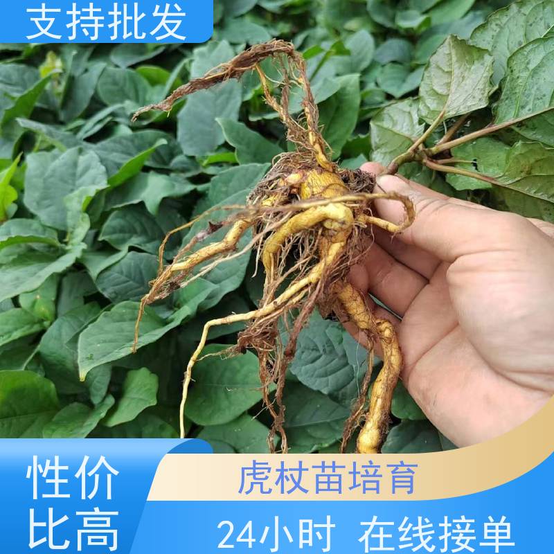 梵丰 虎杖苗培育 落叶性绿色系 盆栽耐寒易活苗