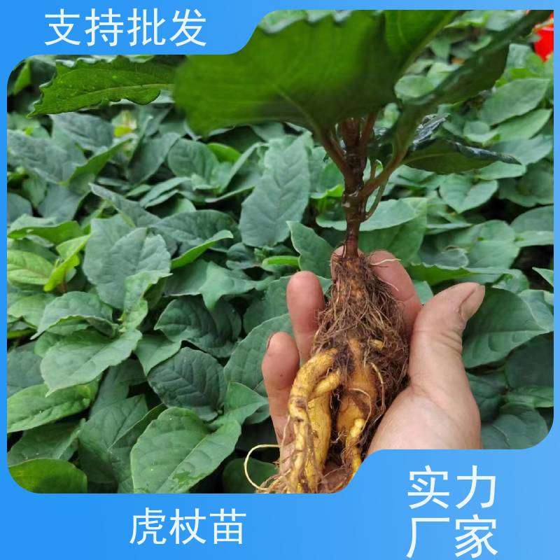 梵丰1号 虎杖驯化种子 斑杖根黄地榆苗庭院可种植 库存充足 成活率高