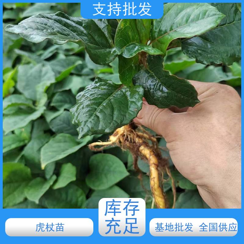 梵丰1号 虎杖回收 多年生 草本植物 现挖酸筒杆苗 盆栽耐寒易活苗
