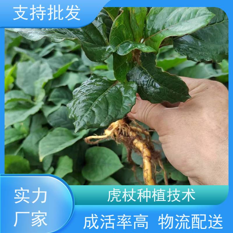 梵丰1号 虎杖片 室内绿植盆栽斑杖根可药用 库存充足 成活率高