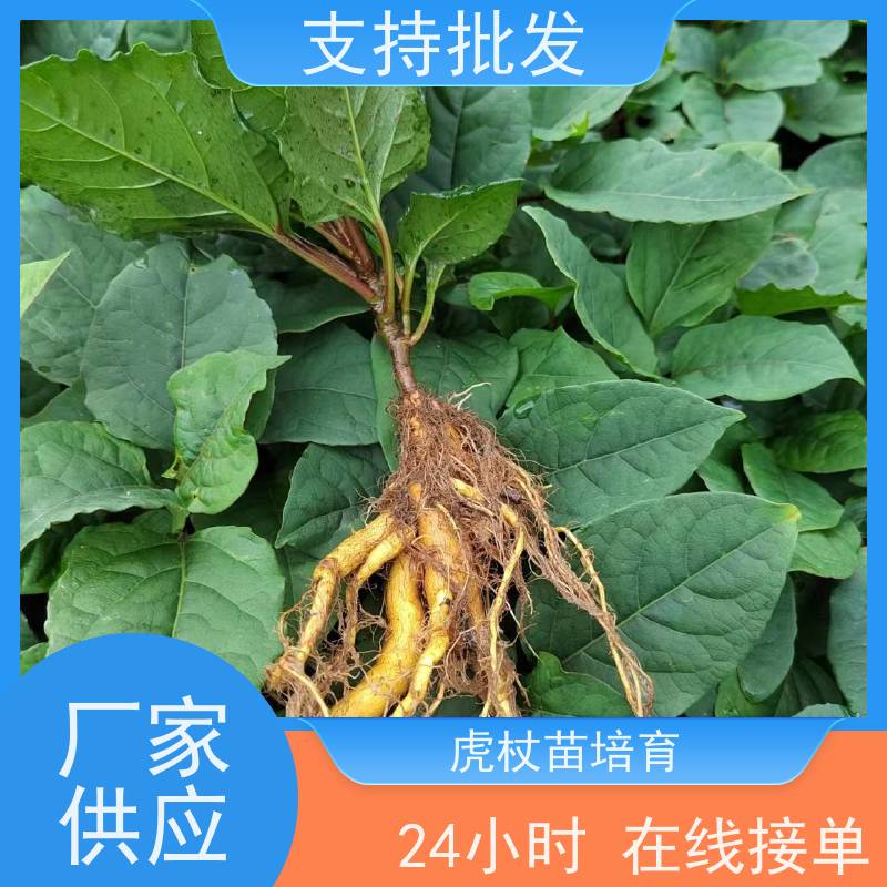 梵丰 虎杖苗培育 新品 多年生草本植物现挖酸筒杆苗 在线接单 物流配送 