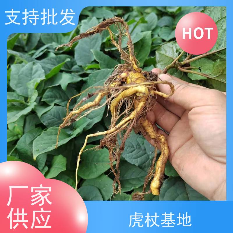 梵丰1号 虎杖回收 庭院别墅观赏性绿植 库存充足 厂家供应