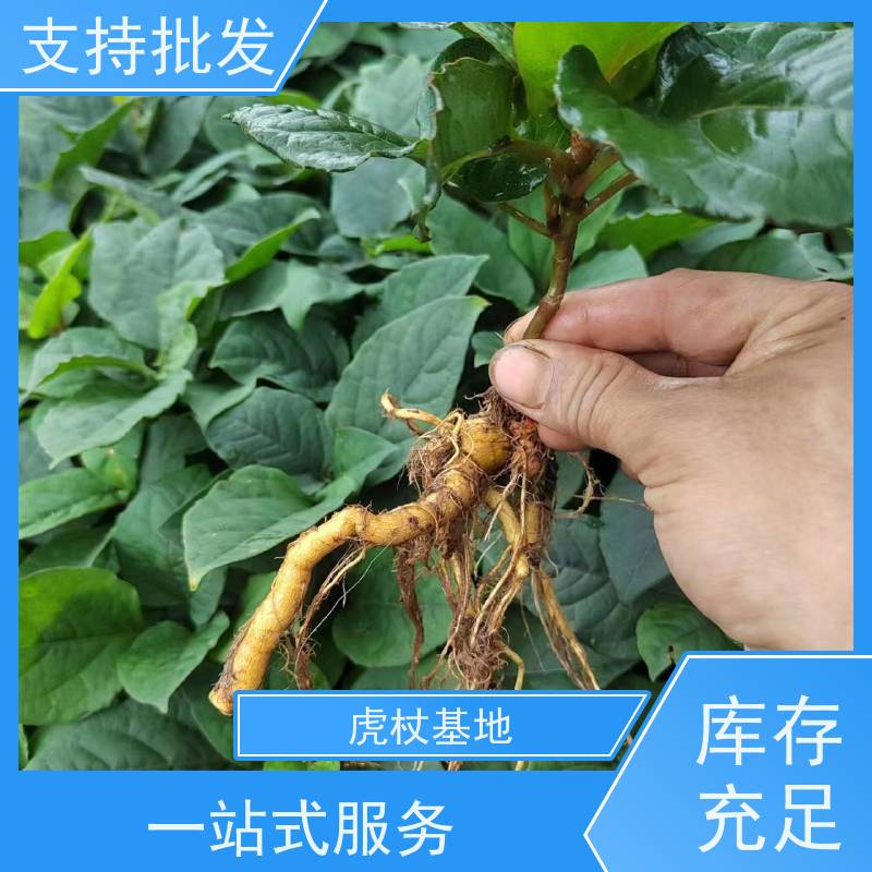 梵丰1号 虎杖驯化 室内绿植盆栽斑杖根可药用 在线接单 物流配送 