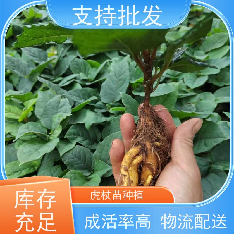 梵丰1号 虎杖产地 现挖 可盆栽 酸筒杆花斑竹 库存充足 厂家供应