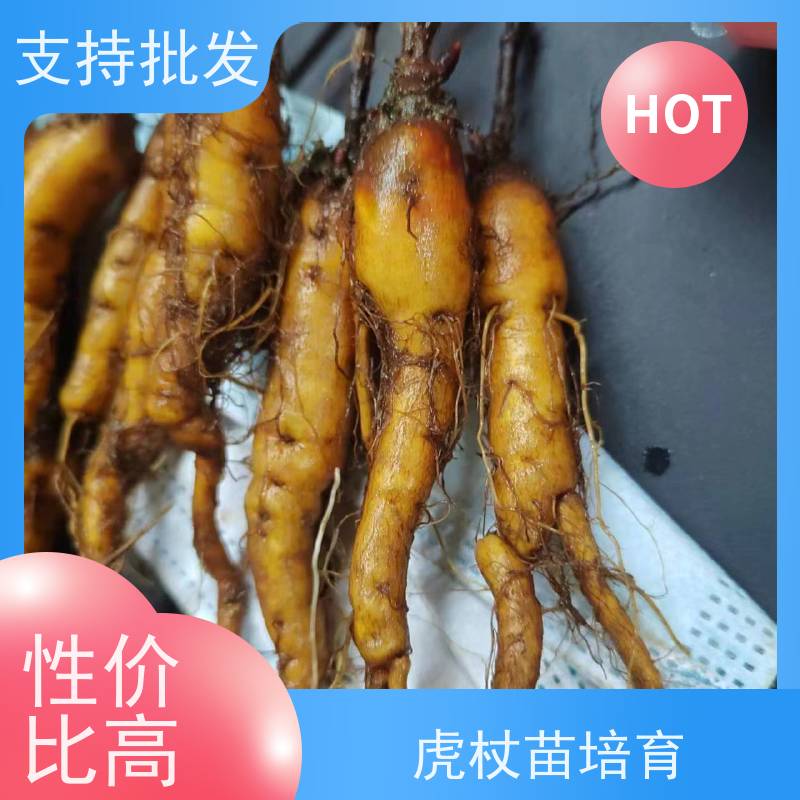 梵丰1号 虎杖苗 景区园林绿化造景工程苗 欢迎来电洽谈