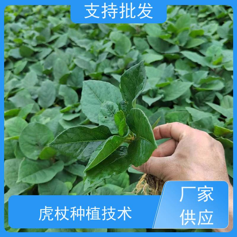 梵丰1号 虎杖产地 室内绿植盆栽斑杖根可药用 库存充足 厂家供应