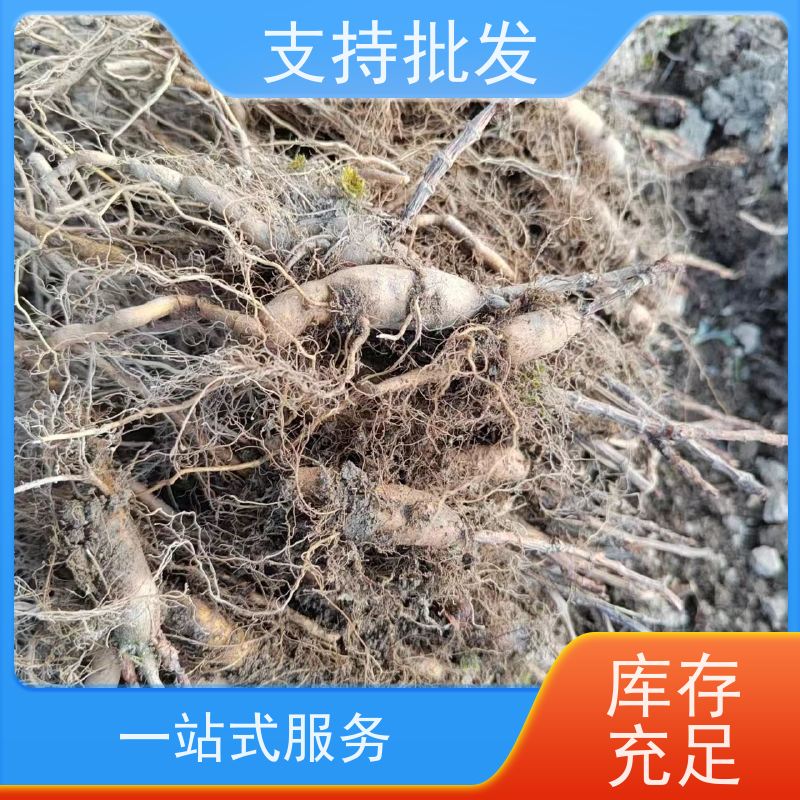 梵丰1号 虎杖产地 景区园林绿化造景工程苗 性价比高 品质好