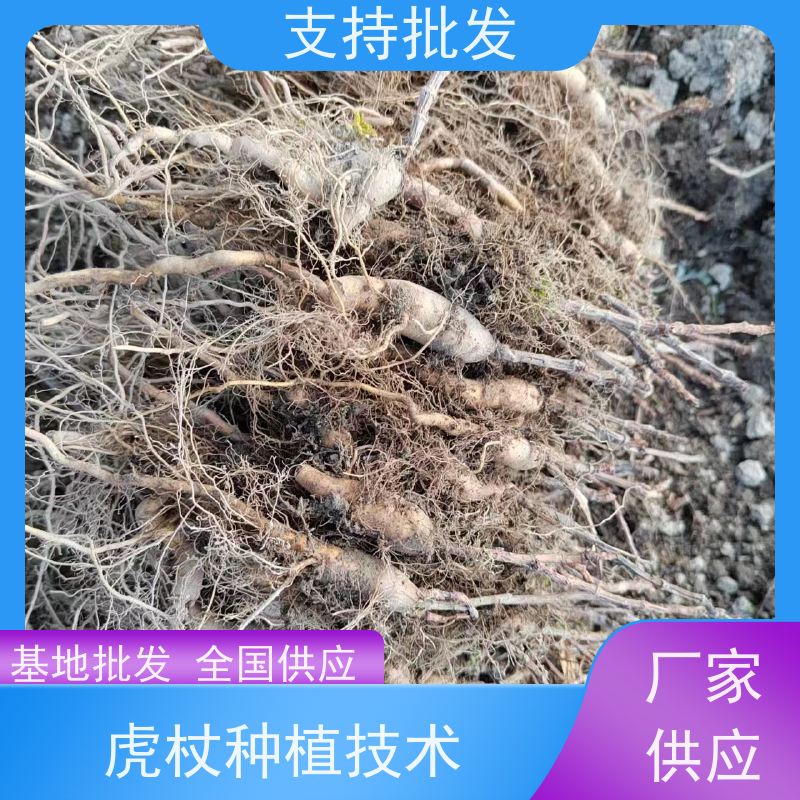 梵丰 人工培育虎杖苗 室内绿植盆栽斑杖根可药用 库存充足 成活率高