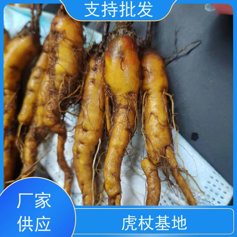 梵丰1号 虎杖基地 庭院别墅观赏性绿植 库存充足 厂家供应