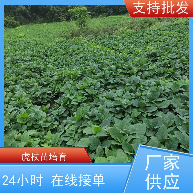 梵丰1号 虎杖回收 现挖 可盆栽 酸筒杆花斑竹 性价比高 品质好