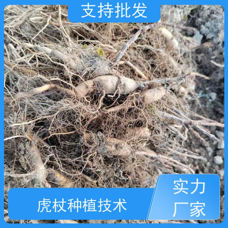 梵丰1号 虎杖 新鲜酸筒杆 嫩杆 花斑竹老杆 库存充足 厂家供应