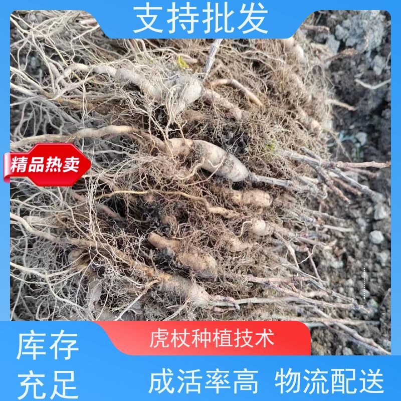 梵丰1号 虎杖驯化种子 酸汤杆苗 花斑竹酸筒杆 在线接单 物流配送 