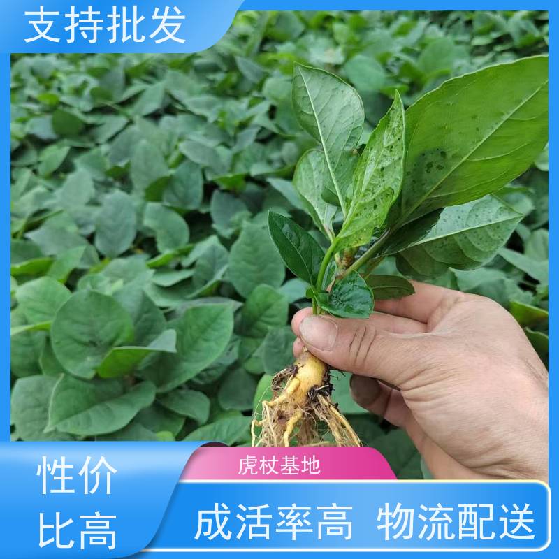 梵丰1号 虎杖驯化种子 虎丈大叶植物水培净化 盆栽耐寒易活苗