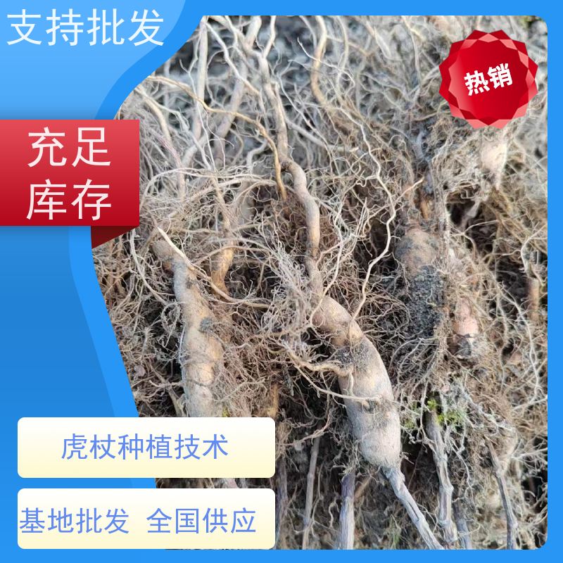 梵丰 虎杖驯化 苦杖黄芽杆 黄地榆中药材可食 库存充足 成活率高