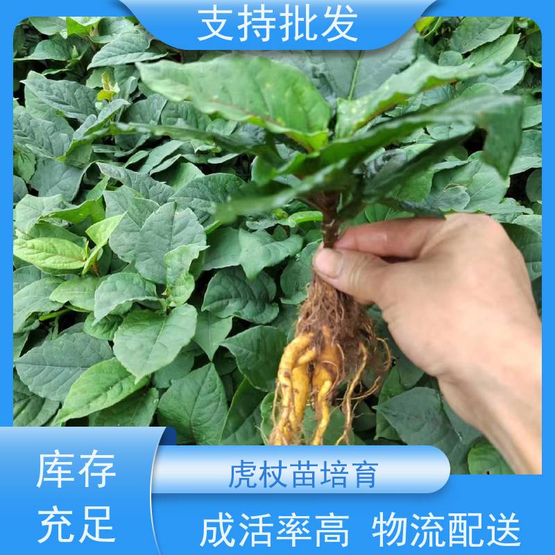 梵丰 虎杖苗培育 新品 多年生草本植物现挖酸筒杆苗 库存充足 厂家供应