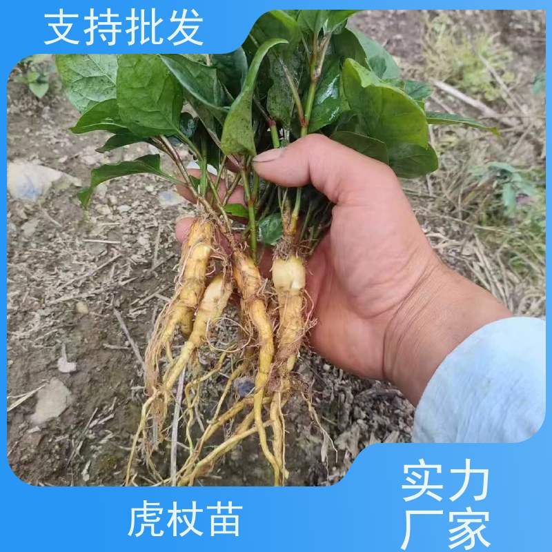 梵丰1号 虎杖苗 室内绿植盆栽斑杖根可药用 在线接单 物流配送 
