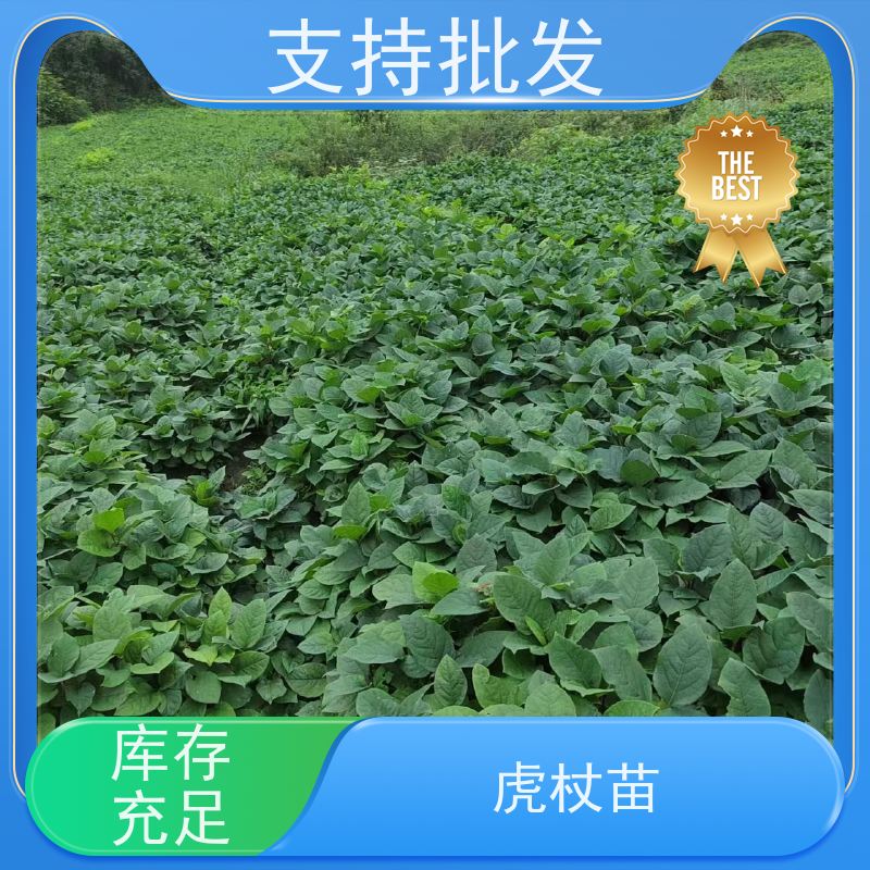 梵丰 虎杖驯化种子 虎丈大叶植物水培净化 库存充足 厂家供应