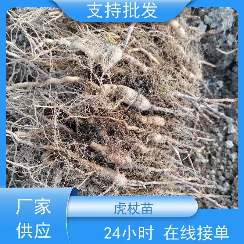 梵丰 虎杖苗的养护 室内绿植盆栽斑杖根可药用 性价比高 品质好