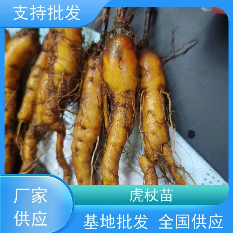梵丰1号 虎杖片 斑杖根黄地榆苗庭院可种植 欢迎来电洽谈