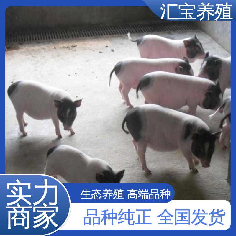 景区观赏 快速发货 允许个人饲养 纯种巴马香猪 