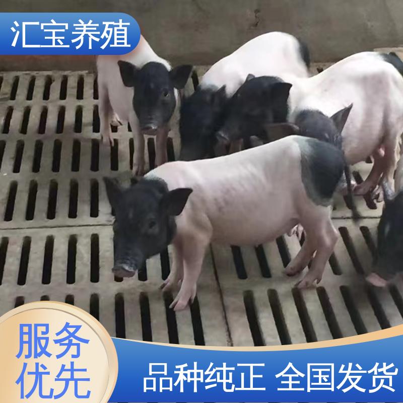 正规养殖基地 包邮包运输 小体型巴马香猪 散养 宠物 快速发货 
