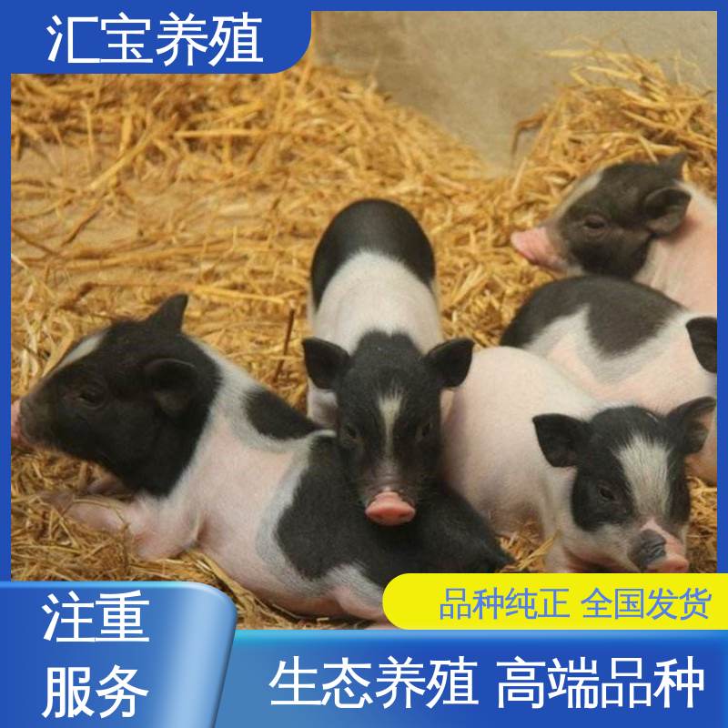 汇宝养殖 上门服务 精品小香猪 包邮包运输 厂家供应