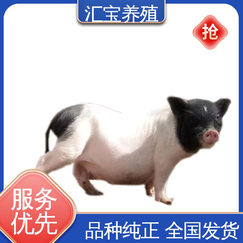  喂养方法 娱乐休闲拍照 纯种巴马香猪 不易生病