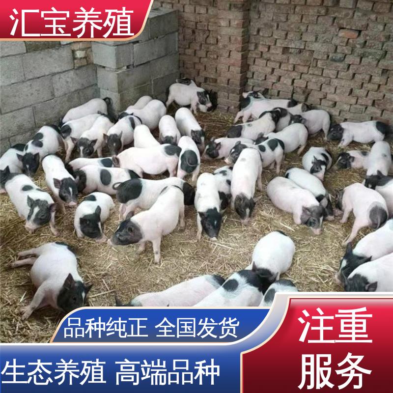  育肥巴马香猪 不易生病 一窝十几头 成年大猪出栏