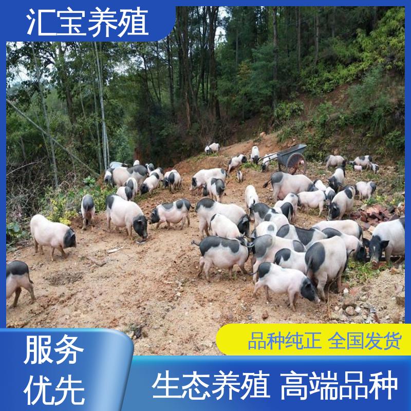 生态养殖 小体型巴马香猪 快速发货 小猪猪 繁殖能力强 